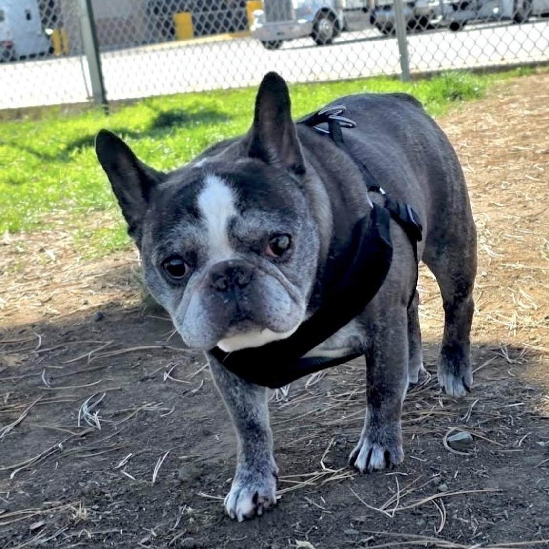 Louie aka Tato, a Adoptable French Bulldog in Saint Helens, OR image 3/6