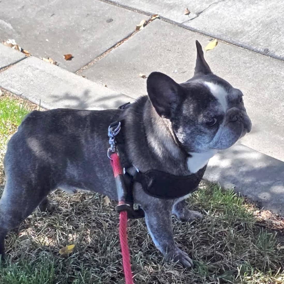 Louie aka Tato, a Adoptable French Bulldog in Saint Helens, OR image 5/6