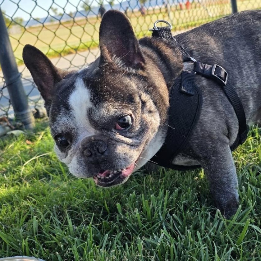 Louie aka Tato, a Adoptable French Bulldog in Saint Helens, OR image 4/6