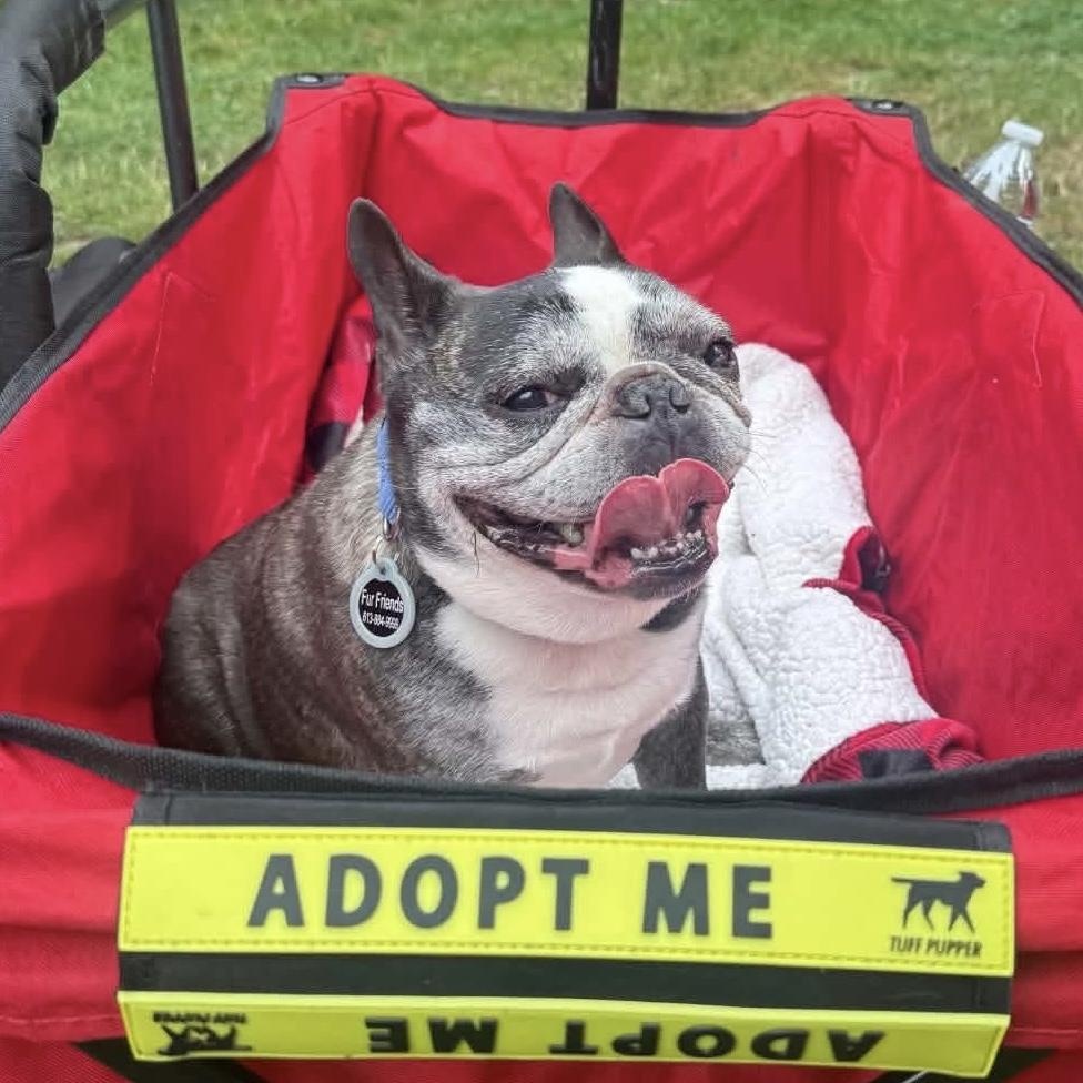 Louie aka Tato, Adoptable, Senior Male French Bulldog.