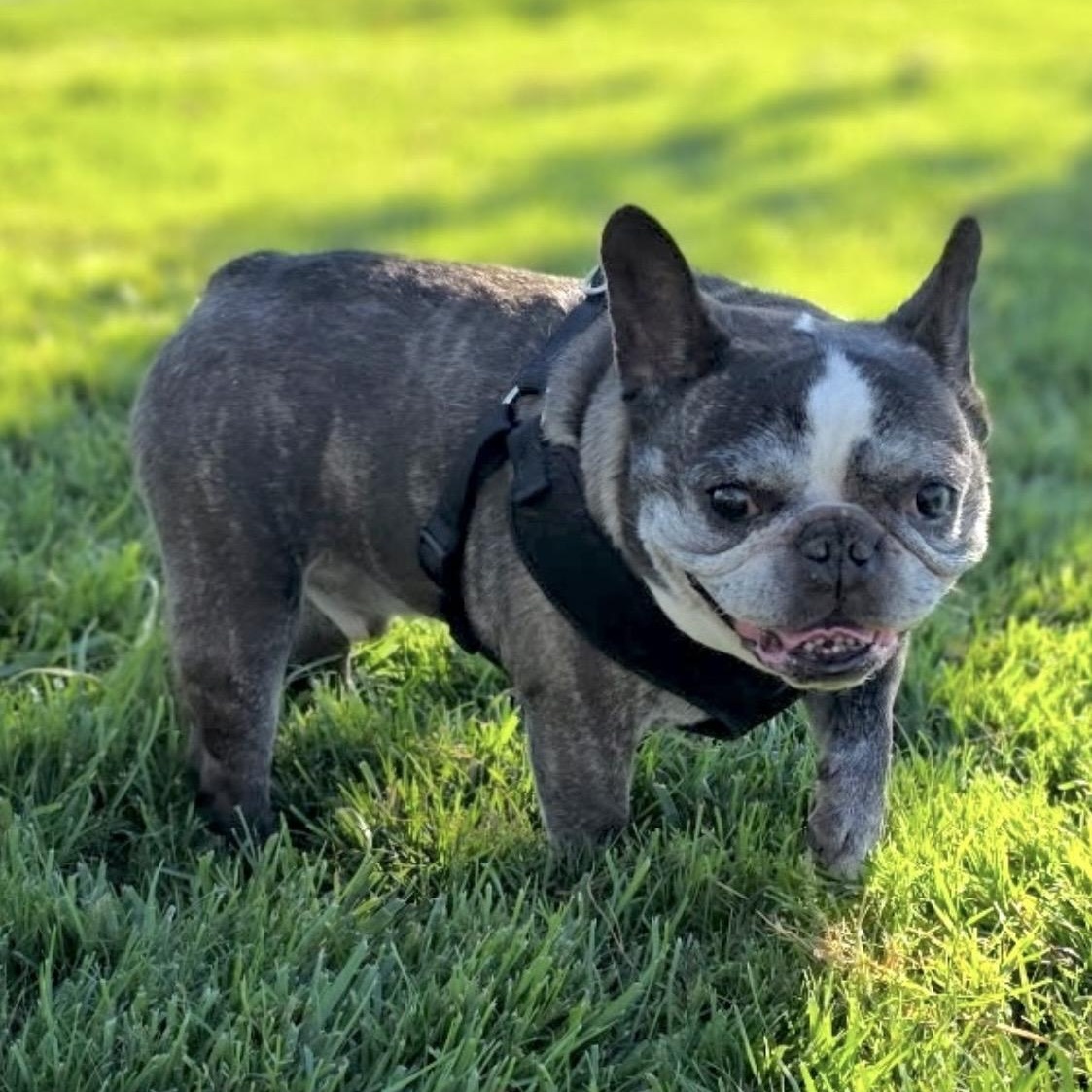 Louie aka Tato, a Adoptable French Bulldog in Saint Helens, OR image 2/6