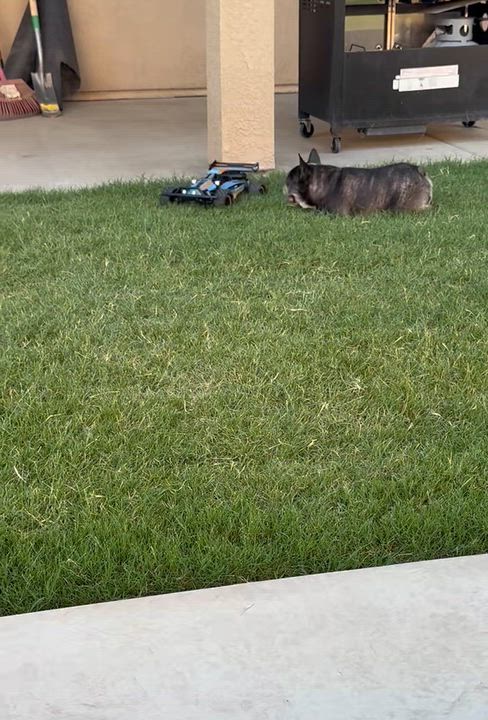 Enlarge Louie aka Tato, a Adoptable French Bulldog in Saint Helens, OR video 6/6