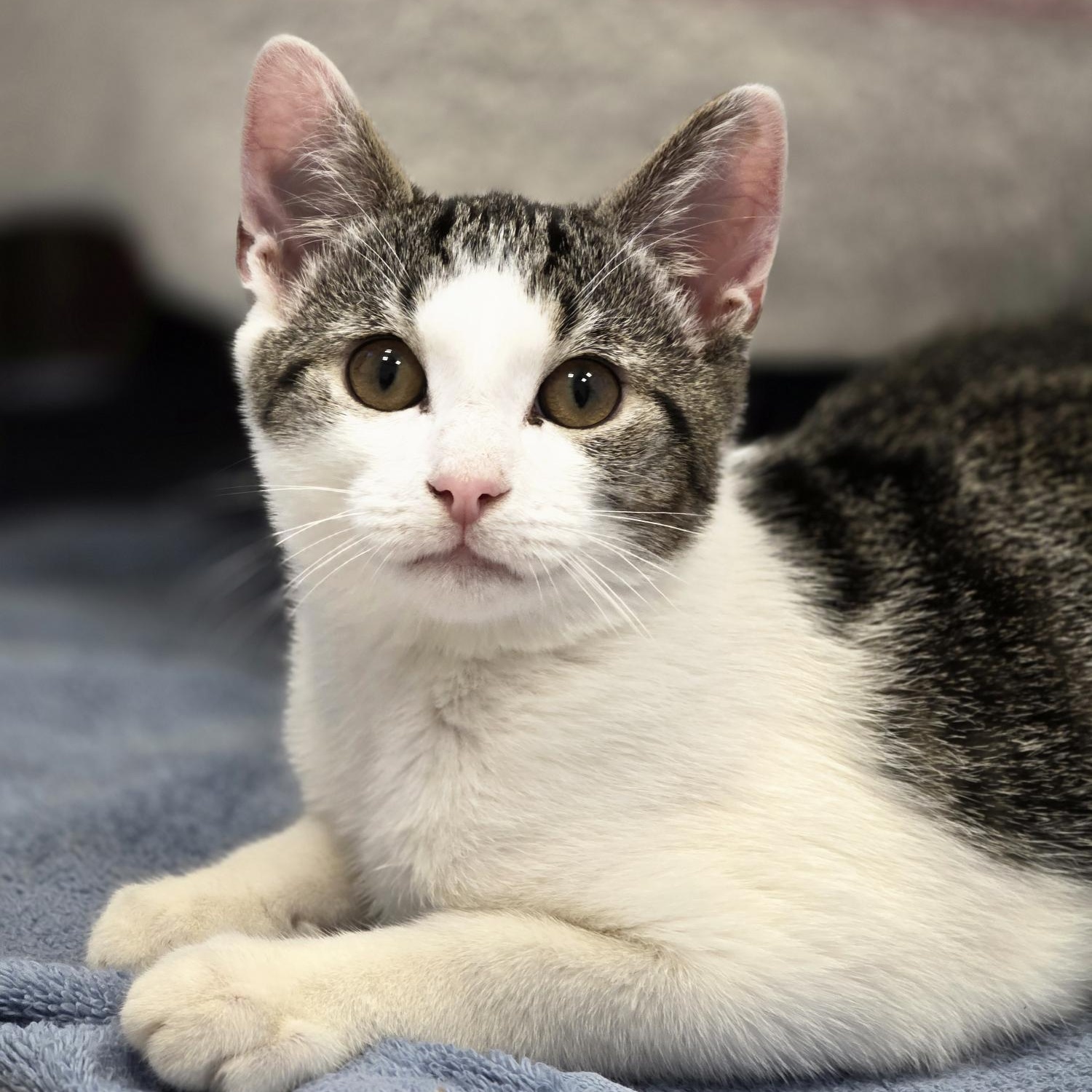 Mule, Adoptable, Kitten Male Domestic Short Hair.