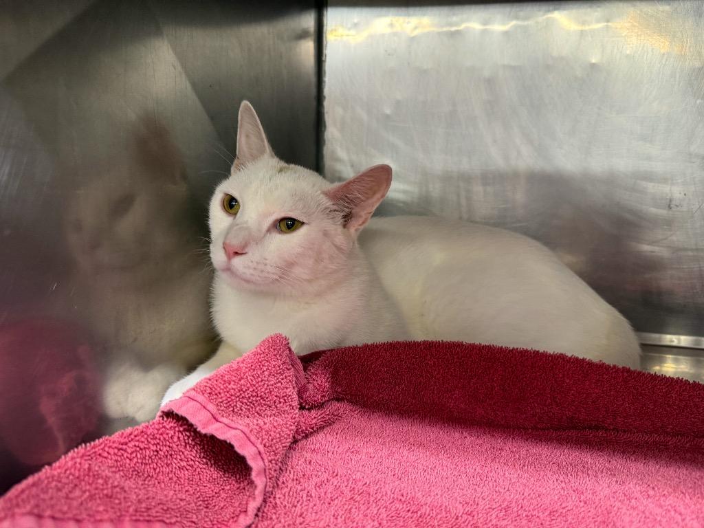 Sonny, Adoptable, Young Male Domestic Short Hair.