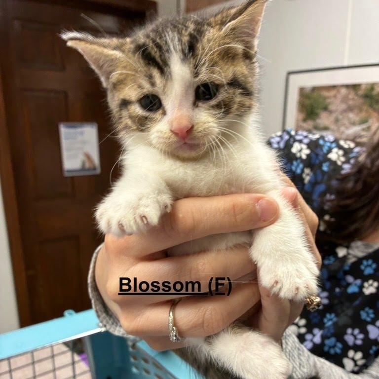Enlarge Blossom, a Adoptable Domestic Short Hair in West Orange, NJ image 1/1