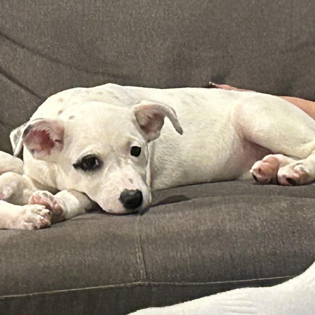 Barkley, Adoptable, Puppy Female Australian Cattle Dog / Blue Heeler & Pit Bull Terrier.