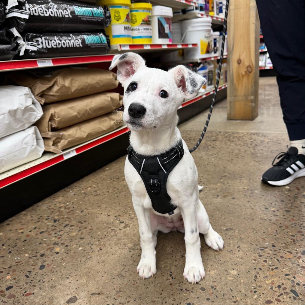 Enlarge Barkley, a Adoptable mixed breed in Crystal, MN image 2/6