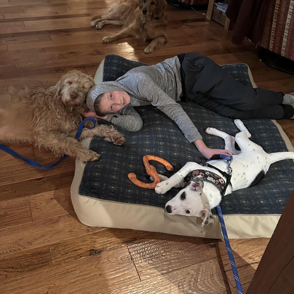 Enlarge Barkley, a Adoptable mixed breed in Crystal, MN image 3/6