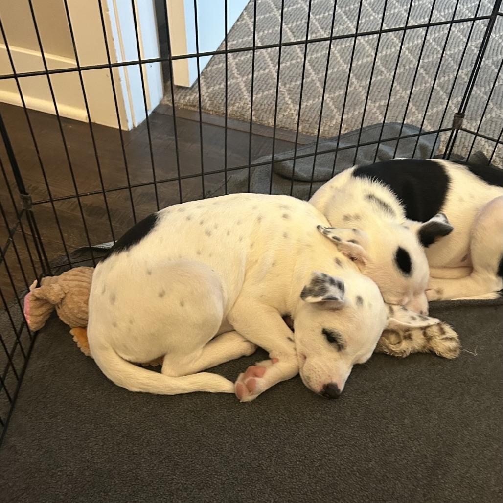 Enlarge Barkley, a Adoptable mixed breed in Crystal, MN image 4/6