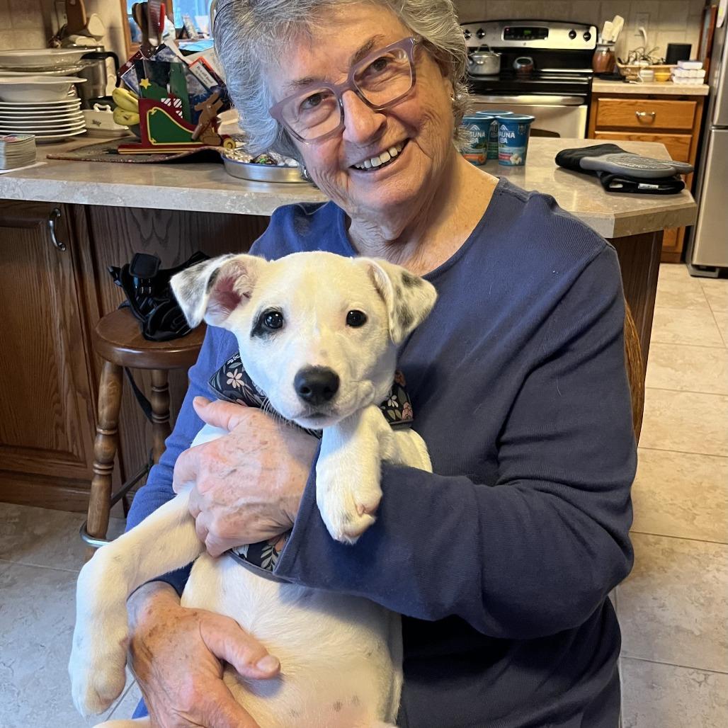 Enlarge Barkley, a Adoptable mixed breed in Crystal, MN image 5/6