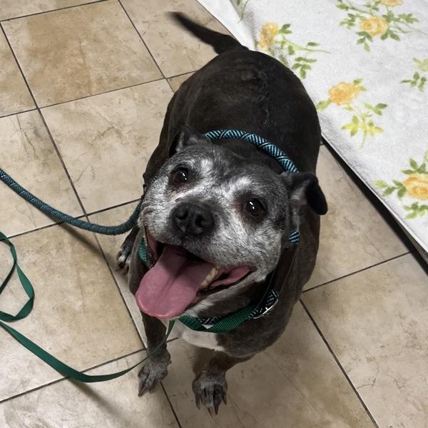 Enlarge Olly, a Adoptable mixed breed in Troutdale, OR image 1/1