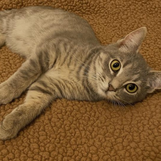 Enlarge Stewy- Bonded/Sibling To Stanley, a Adoptable Tabby in Andover, MN image 6/6