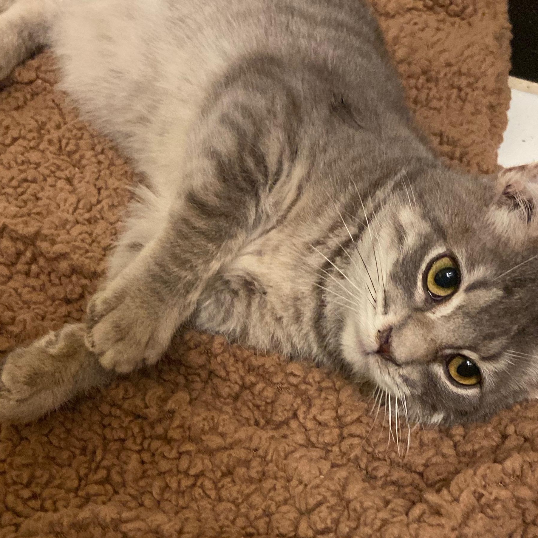 Enlarge Stewy- Bonded/Sibling To Stanley, a Adoptable Tabby in Andover, MN image 3/6