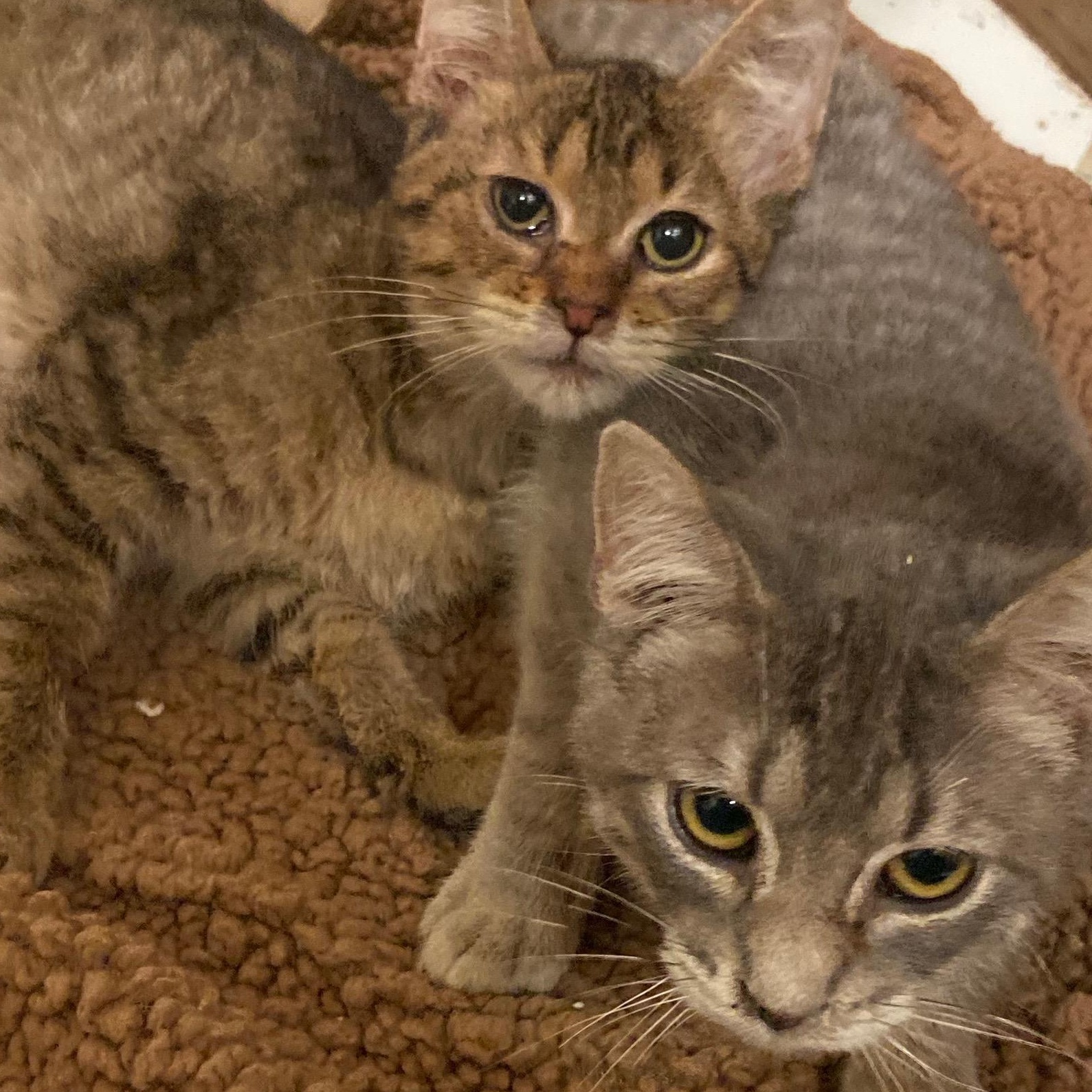 Enlarge Stewy- Bonded/Sibling To Stanley, a Adoptable Tabby in Andover, MN image 5/6