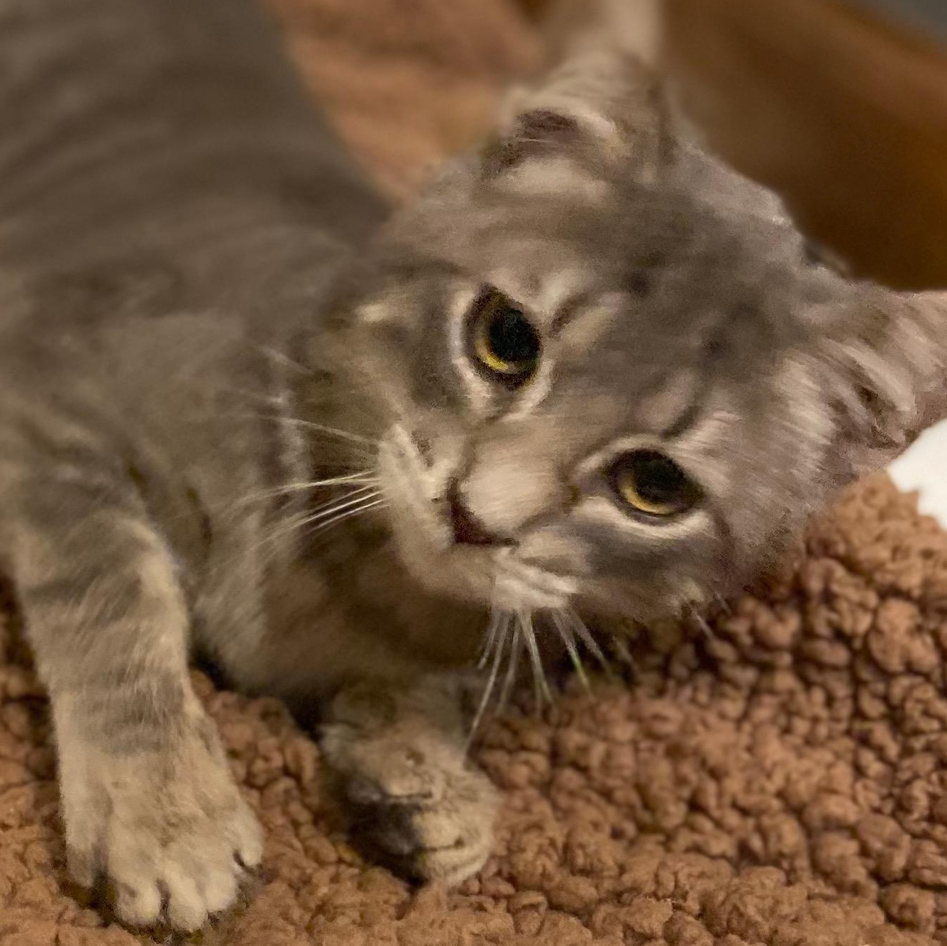 Stewy- Bonded/Sibling To Stanley, Adoptable, Young Male Tabby.