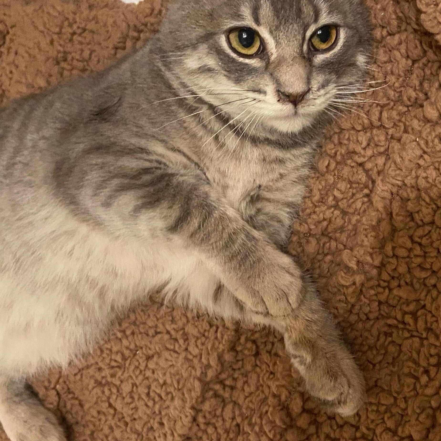 Enlarge Stewy- Bonded/Sibling To Stanley, a Adoptable Tabby in Andover, MN image 4/6