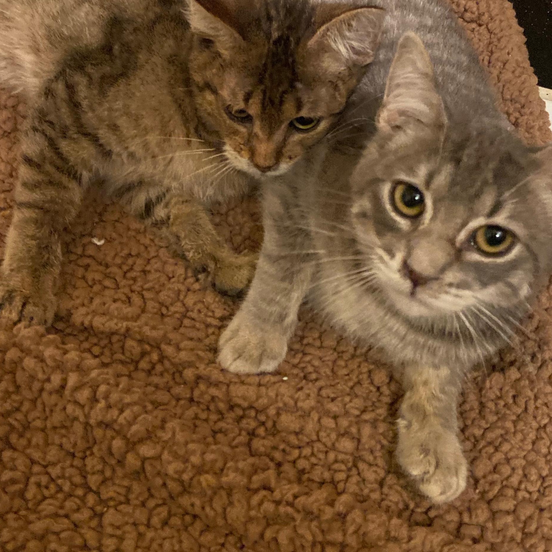 Stewy- Bonded/Sibling To Stanley, Adoptable, Young Male Tabby.