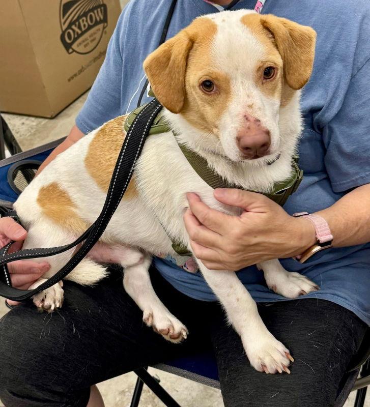 Joey *Adoption Pending*, Adoptable, Young Male Beagle.