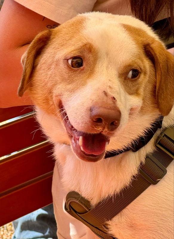 Joey *Adoption Pending*, a Adoptable Beagle in Fairfax, VA image 2/3