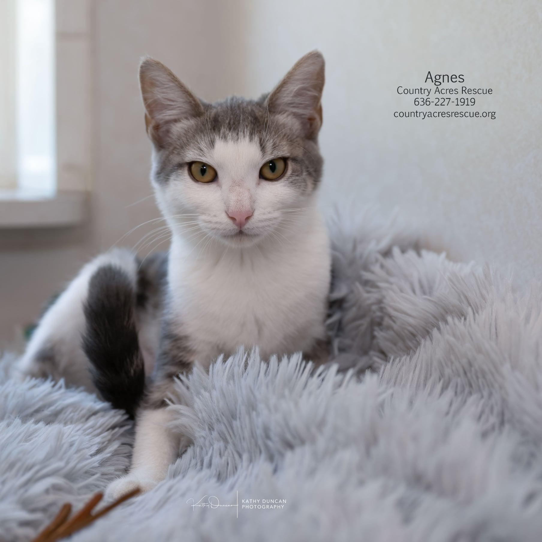 Agnes, a ADOPTABLE Domestic Short Hair in Manchester, MO image 1/4