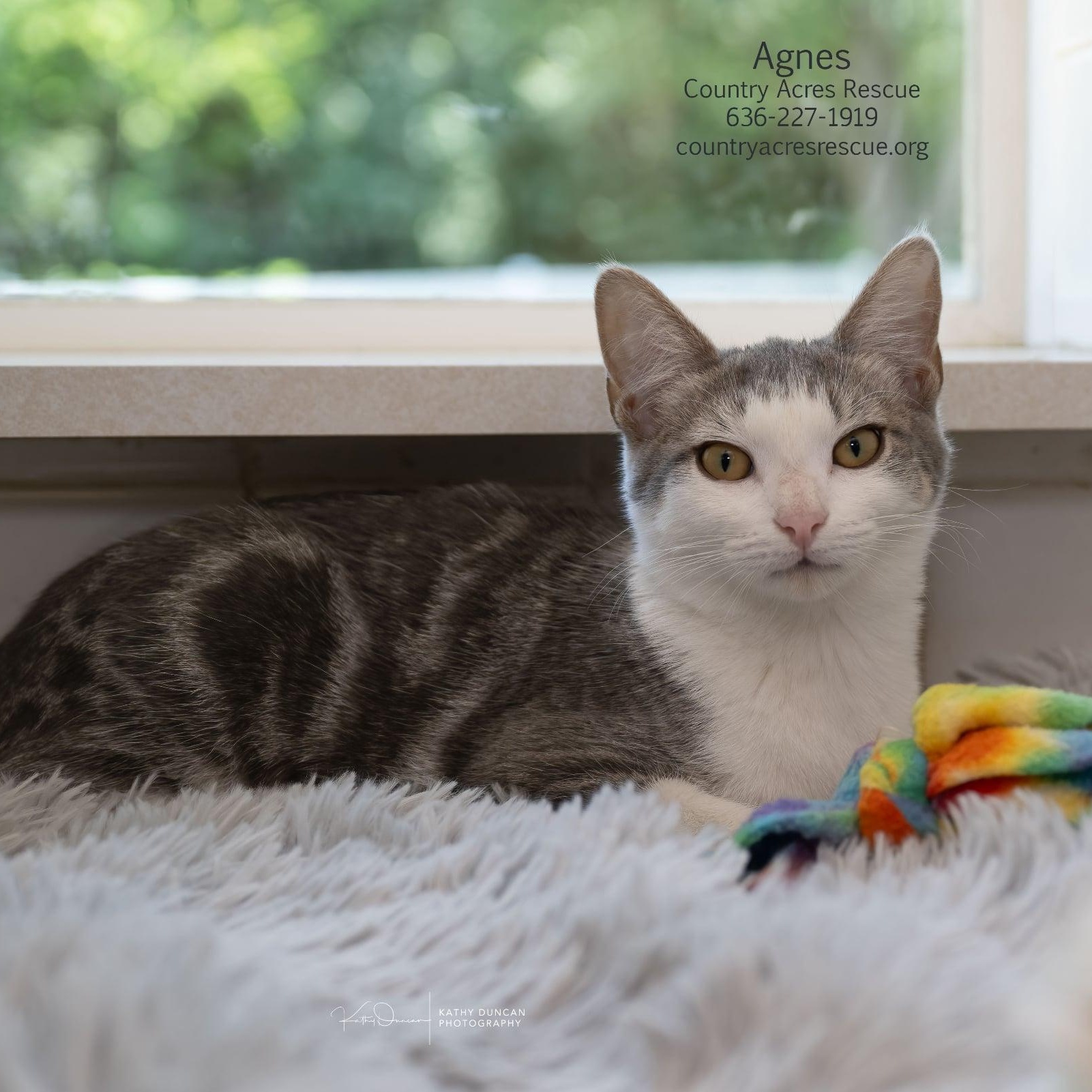 Agnes, a ADOPTABLE Domestic Short Hair in Manchester, MO image 2/4