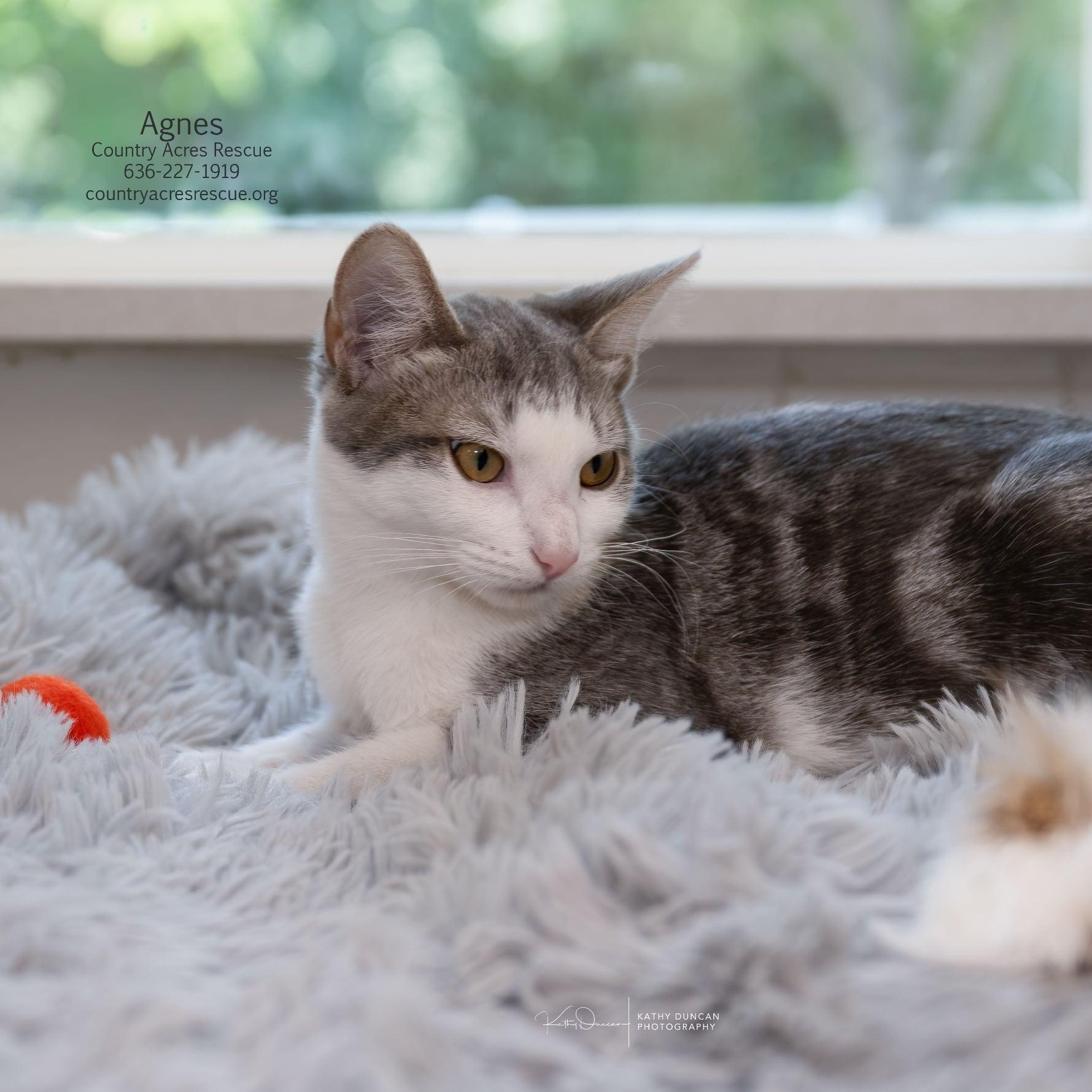 Agnes, a ADOPTABLE Domestic Short Hair in Manchester, MO image 4/4