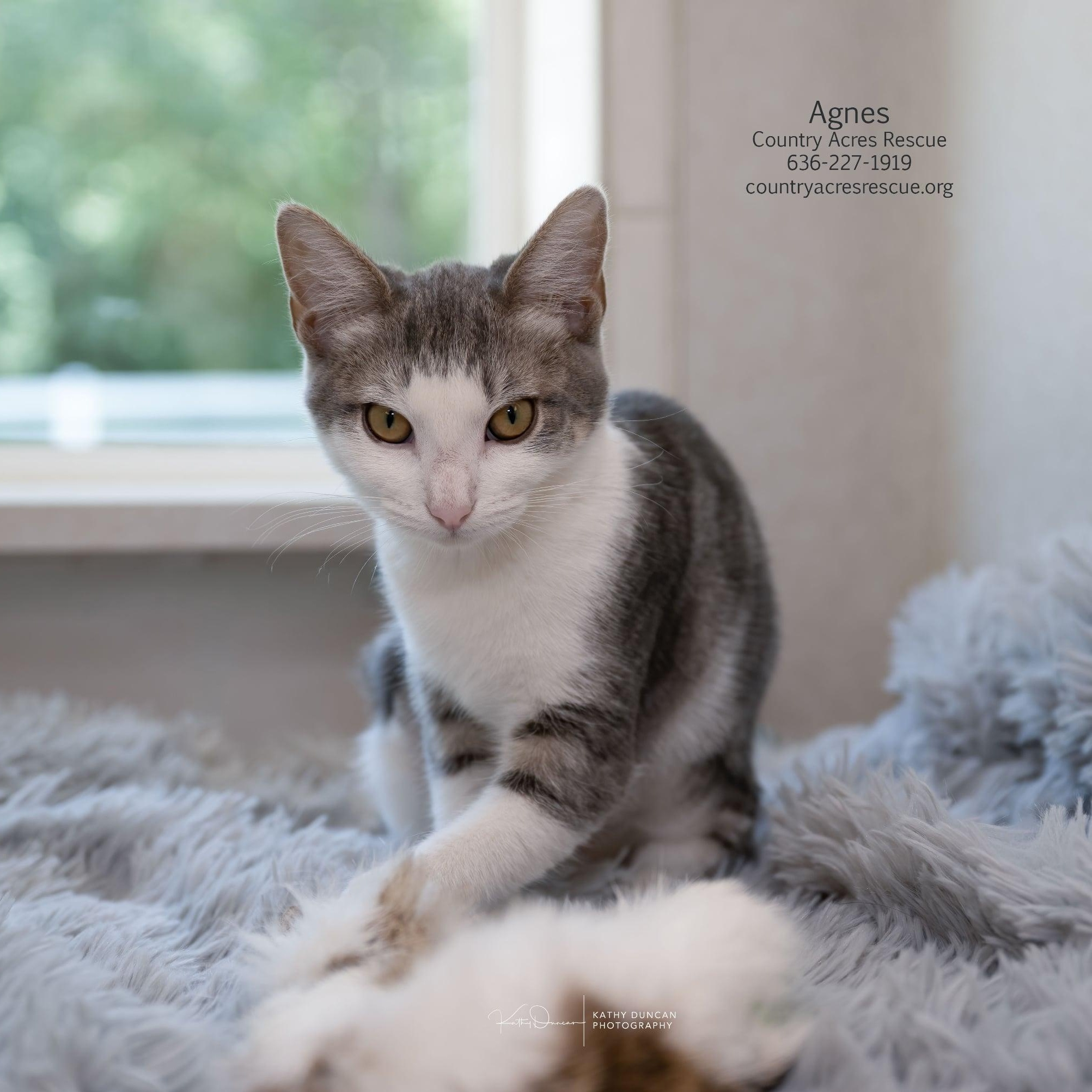 Agnes, a ADOPTABLE Domestic Short Hair in Manchester, MO image 3/4