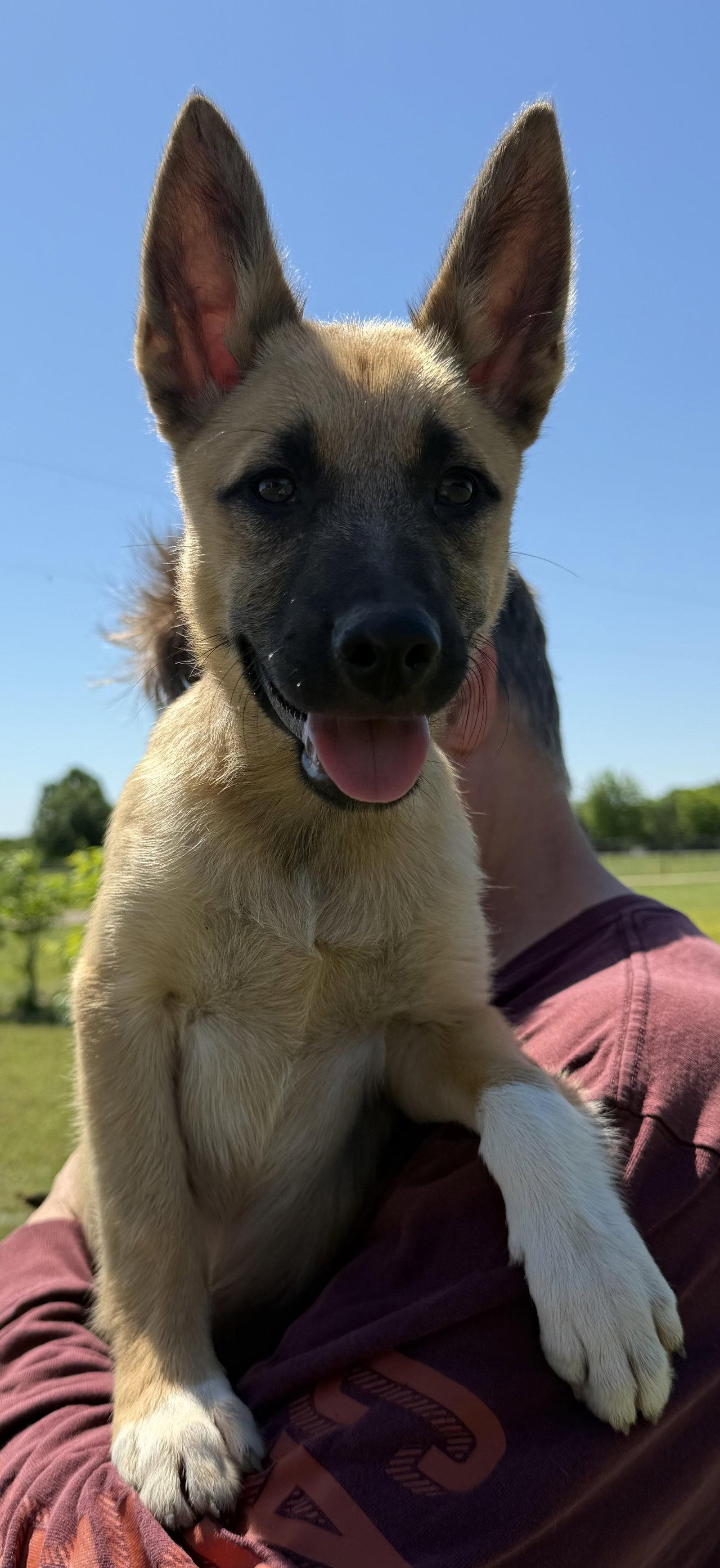 HARLOW, Adoptable, Puppy Female German Shepherd Dog & Border Collie.