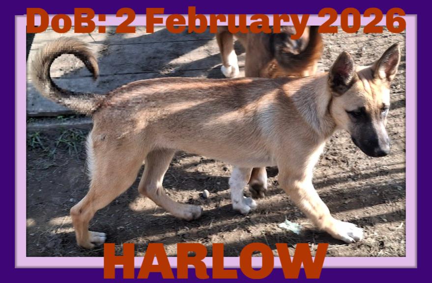 HARLOW, a Adoptable mixed breed in Sebec, ME image 3/3