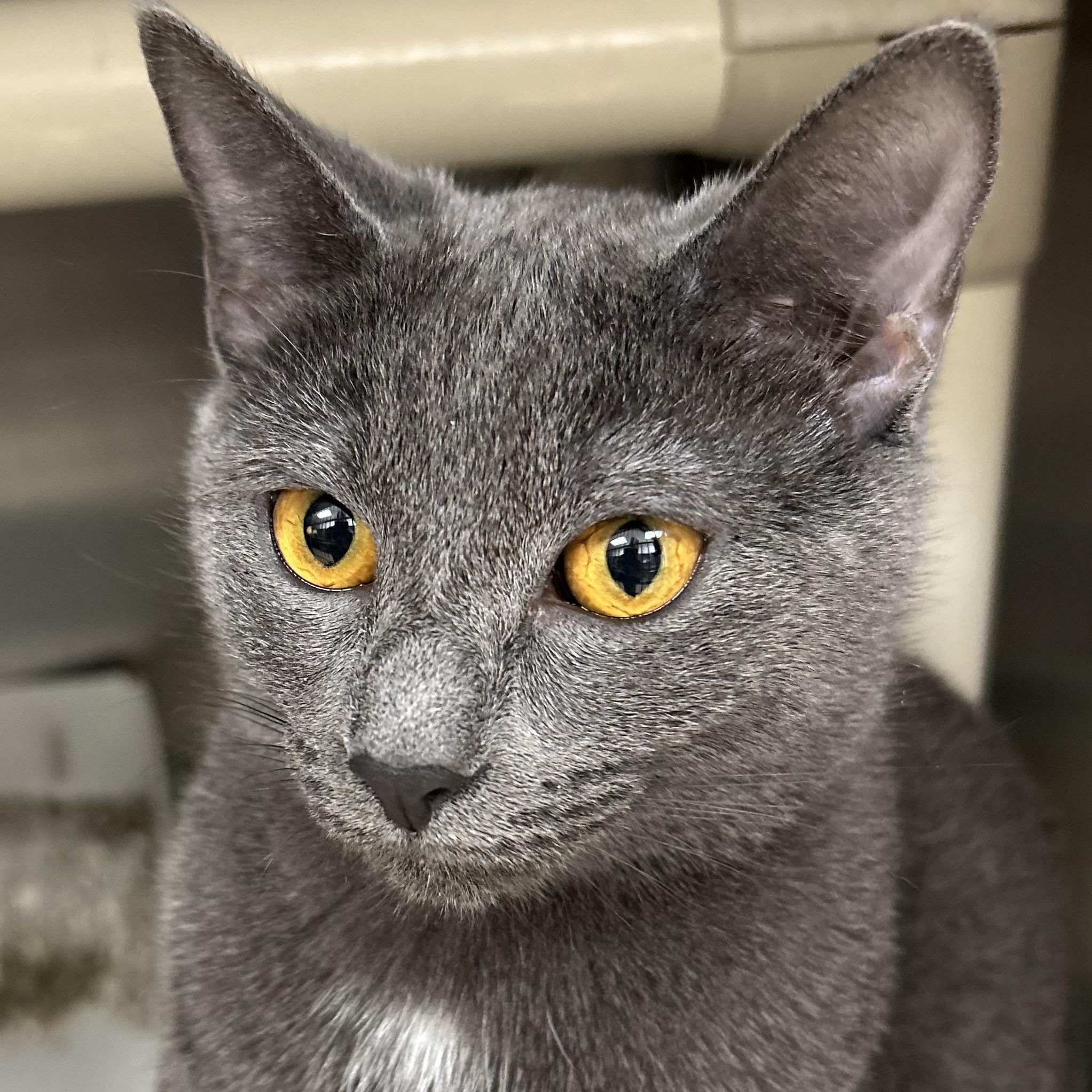 Kiki, ADOPTABLE, Young Female Domestic Short Hair.