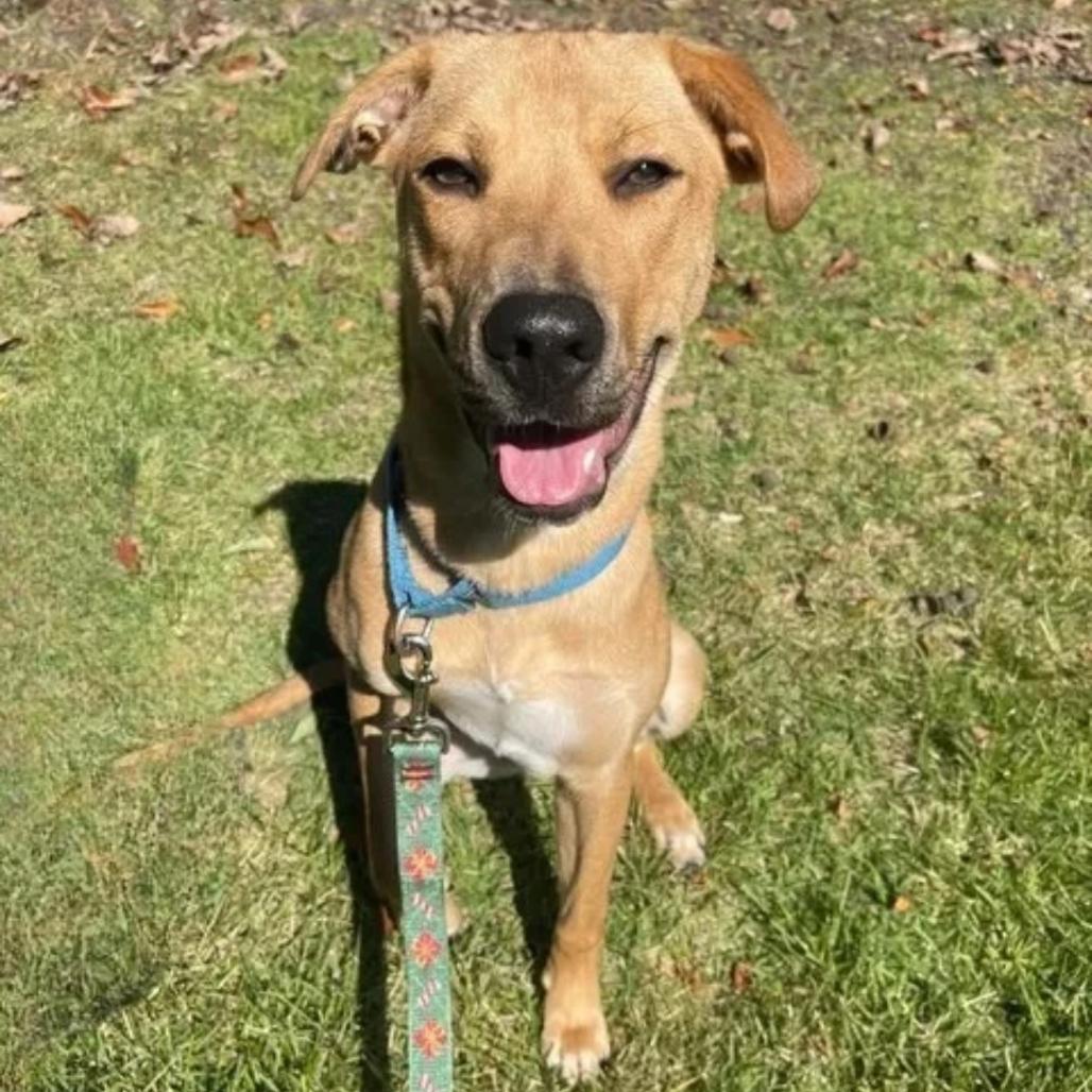 Finding Nemo, Adoptable, Young Male Basset Hound & Mixed Breed.