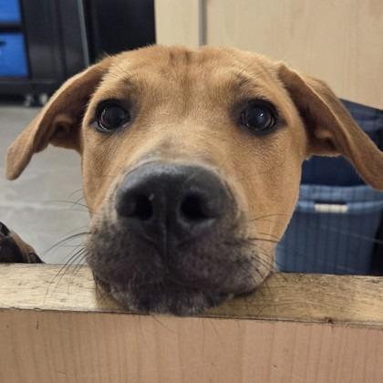 Enlarge Finding Nemo, a Adoptable mixed breed in Voorhees, NJ image 2/3