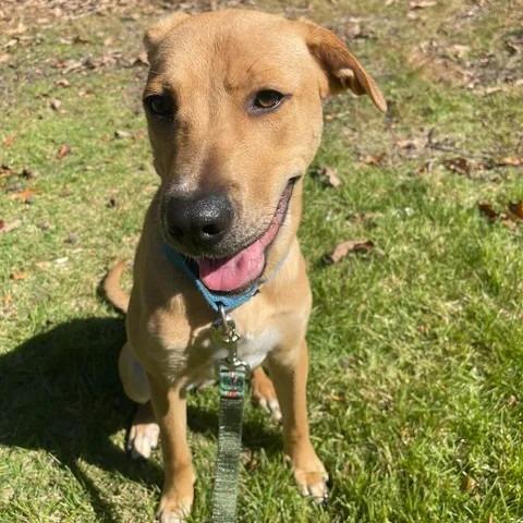 Enlarge Finding Nemo, a Adoptable mixed breed in Voorhees, NJ image 3/3