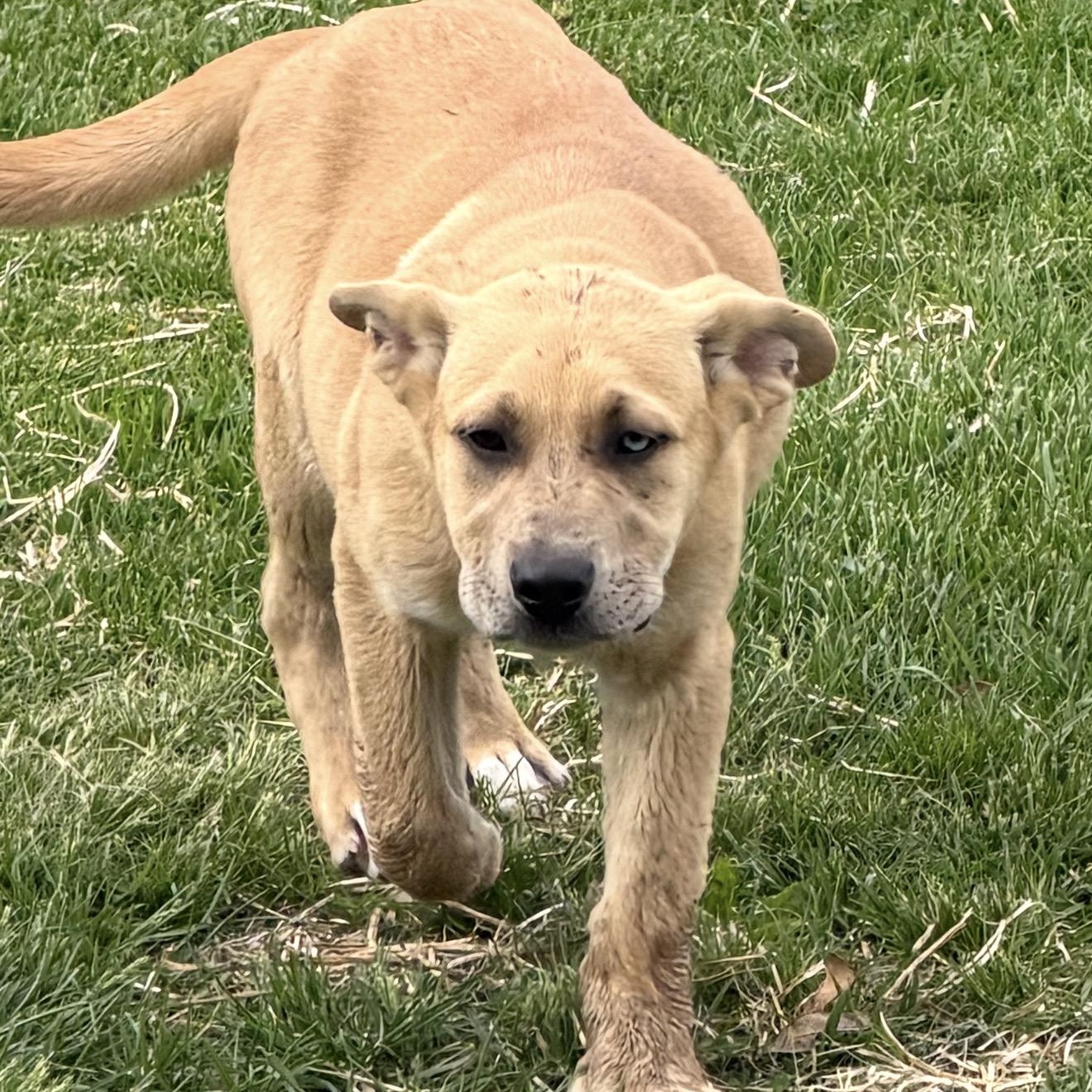 Enlarge Smuckers, an adopted mixed breed in Hindsboro, IL image 2/4