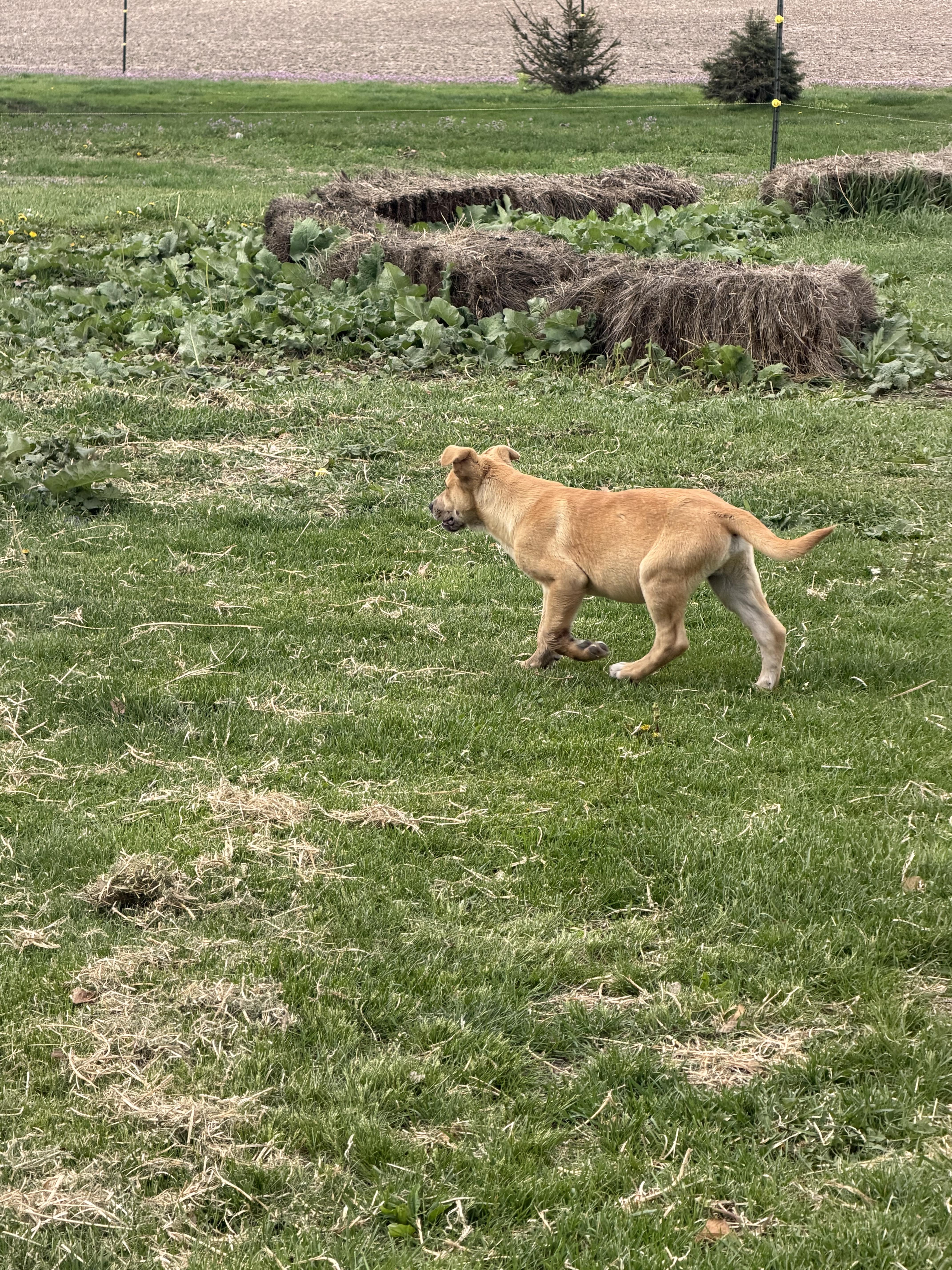 Enlarge Smuckers, an adopted mixed breed in Hindsboro, IL image 3/4