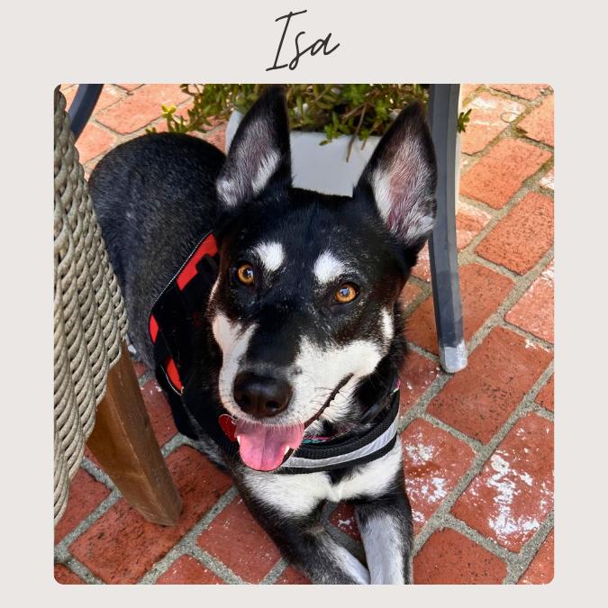 Enlarge ISA*, a Adoptable mixed breed in San Juan Capistrano, CA image 1/6