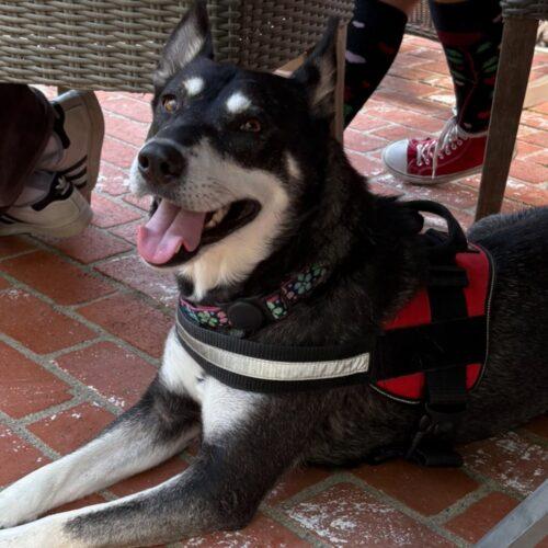 ISA*, a Adoptable mixed breed in San Juan Capistrano, CA image 1/5