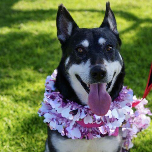 ISA*, a Adoptable mixed breed in San Juan Capistrano, CA image 4/5