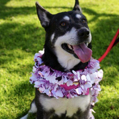 ISA*, a Adoptable mixed breed in San Juan Capistrano, CA image 5/5