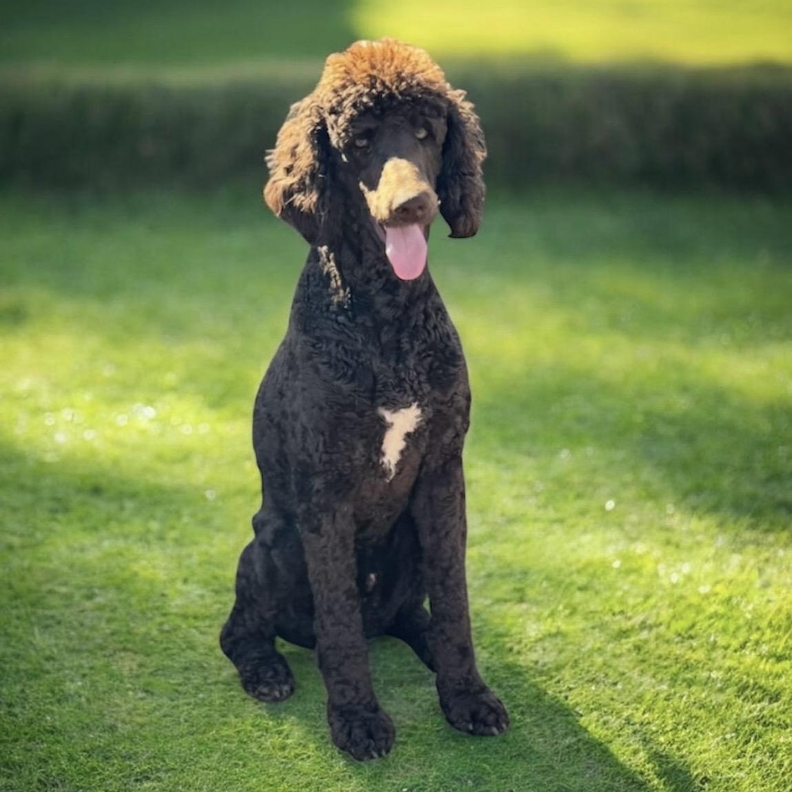 Enlarge Bennet , an adopted mixed breed in Pelham, NH image 2/6