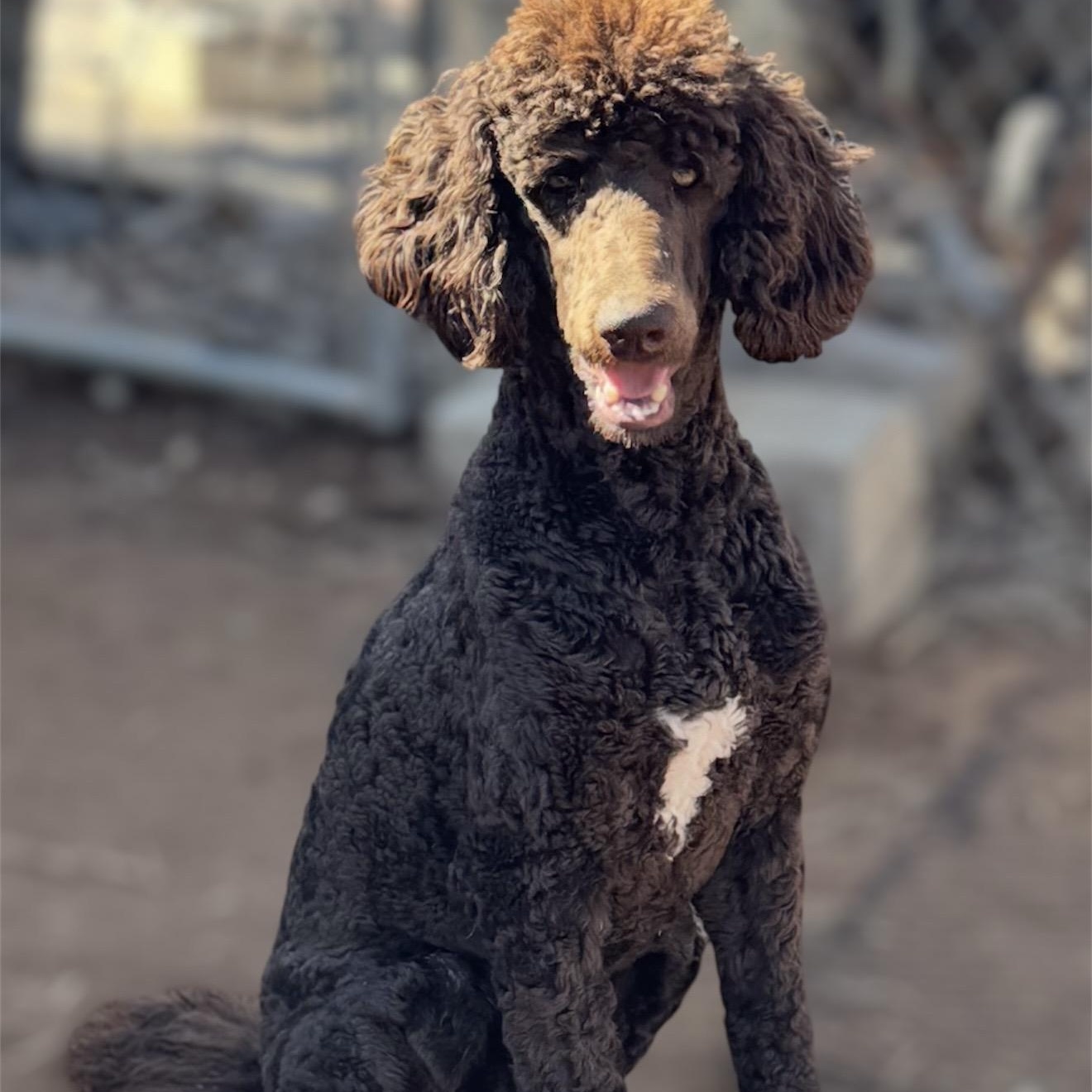 Enlarge Bennet , an adopted mixed breed in Pelham, NH image 1/6