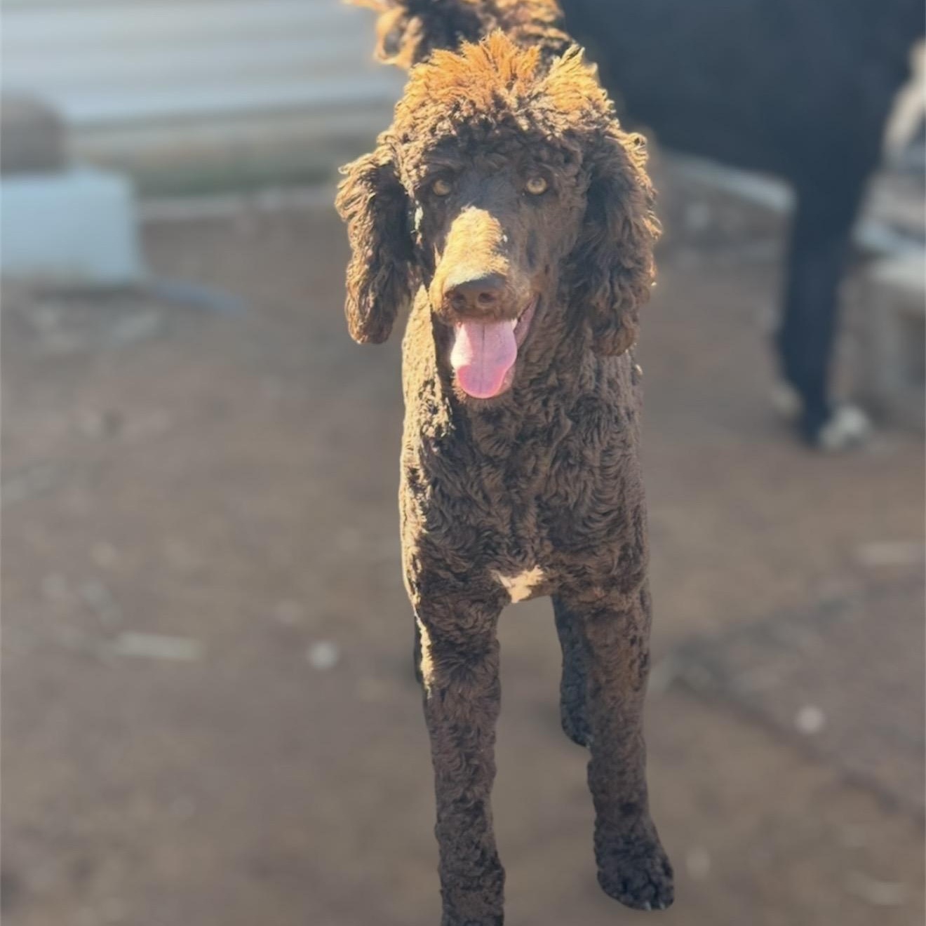 Enlarge Bennet , an adopted mixed breed in Pelham, NH image 6/6