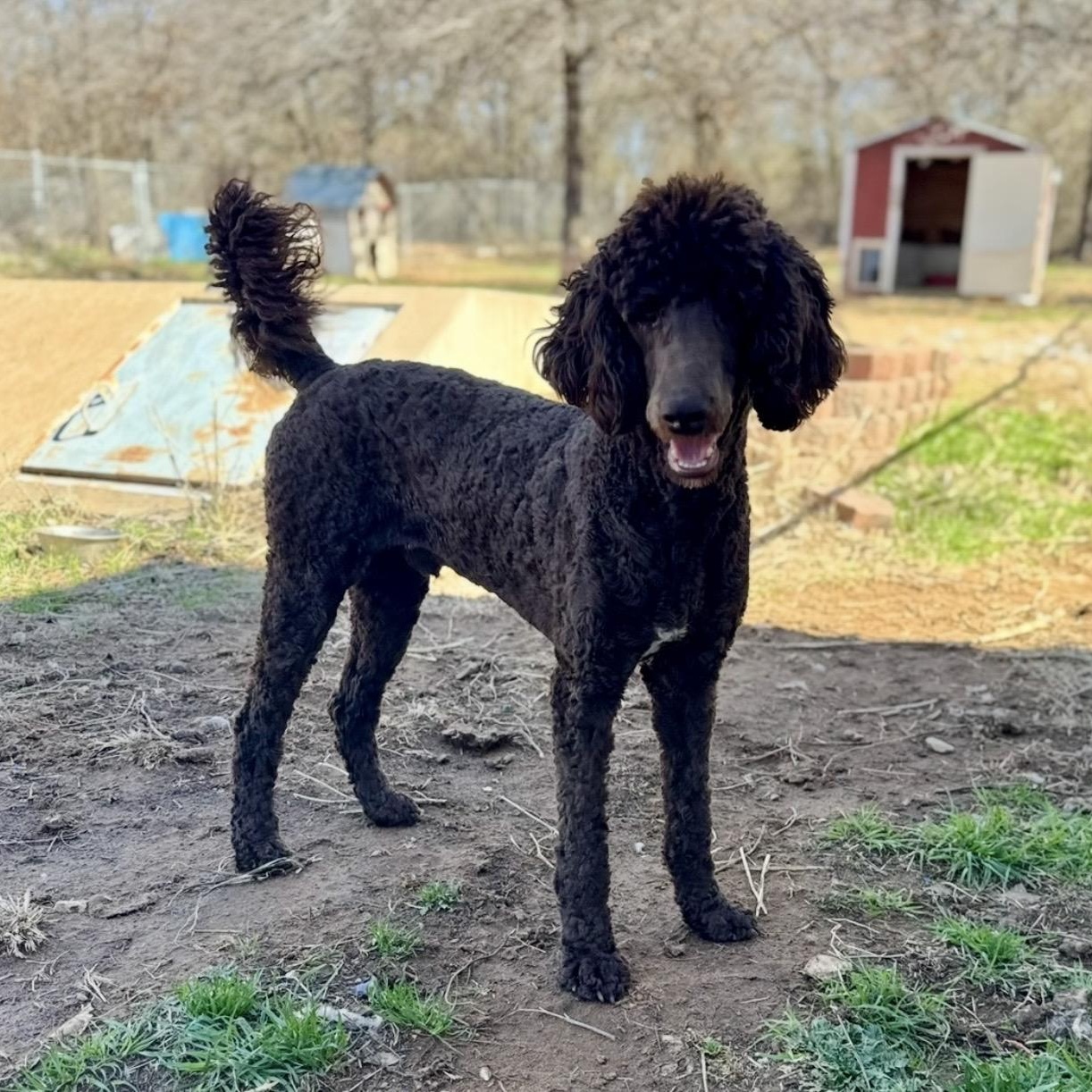 Enlarge Bennet , an adopted mixed breed in Pelham, NH image 3/6