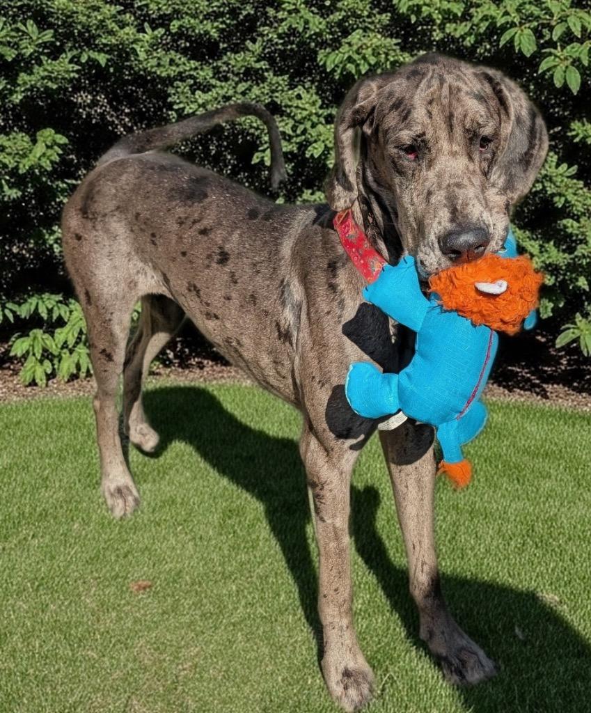 Bessie-Gentle Girl!, a Adoptable Great Dane in Fort Myers, FL image 1/5