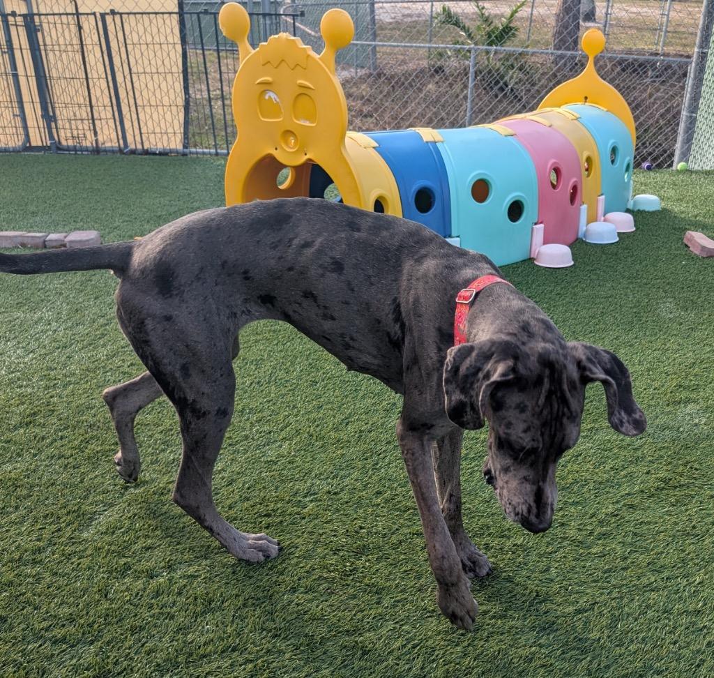 Bessie-Gentle Girl!, a Adoptable Great Dane in Fort Myers, FL image 3/5