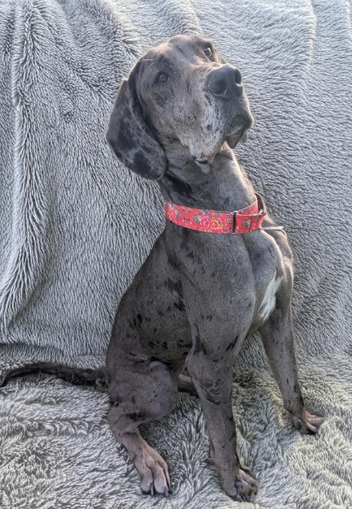 Bessie-Gentle Girl!, a Adoptable Great Dane in Fort Myers, FL image 4/5