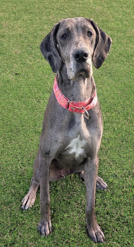 Bessie-Gentle Girl!, a Adoptable Great Dane in Fort Myers, FL image 5/5