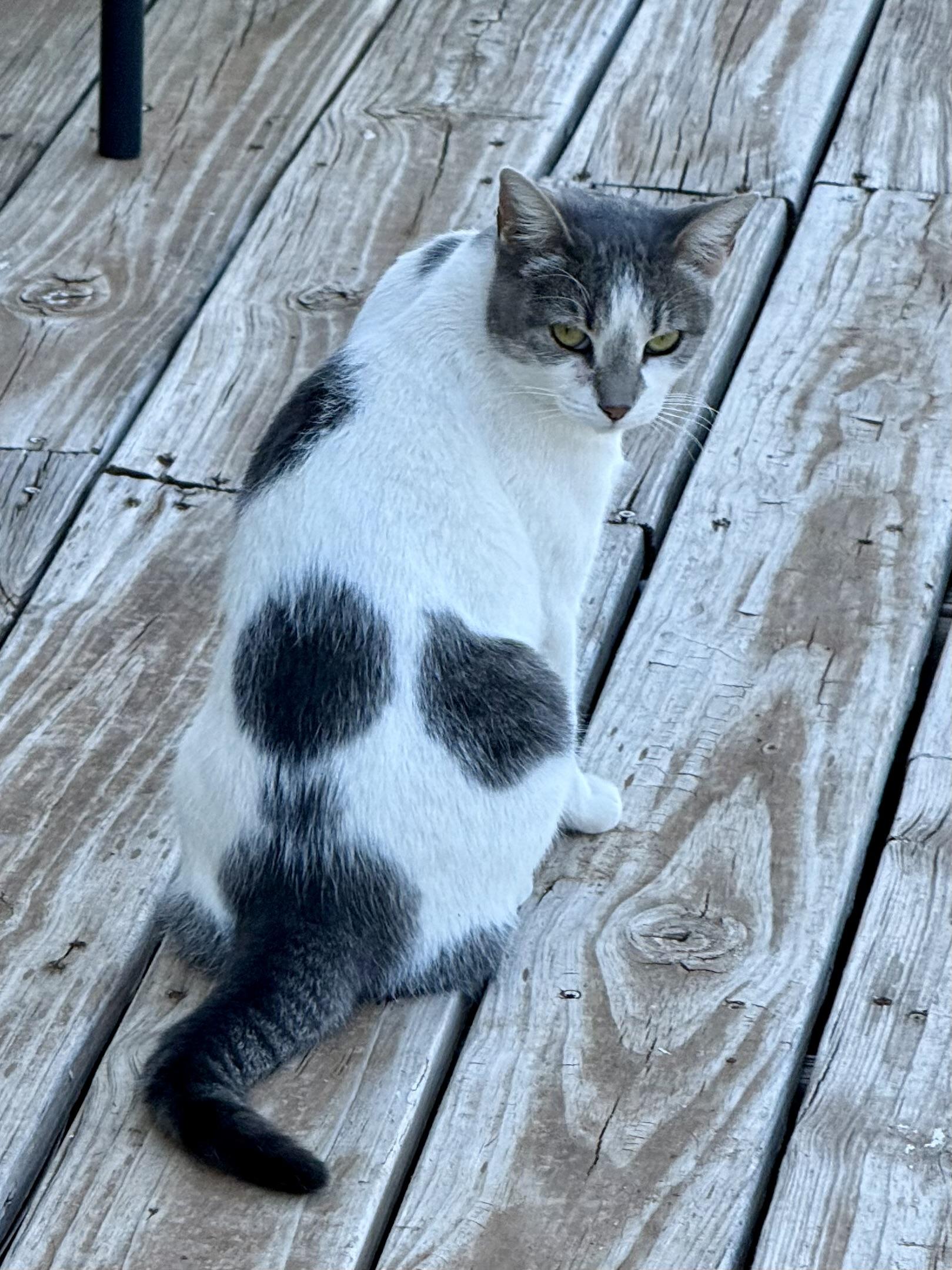 Holly, an adoptable Tabby in Snyder, TX, 79550 | Photo Image 1