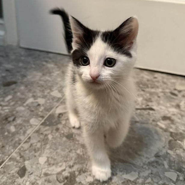 Genmaicha, a Adoptable Domestic Short Hair image 5/6