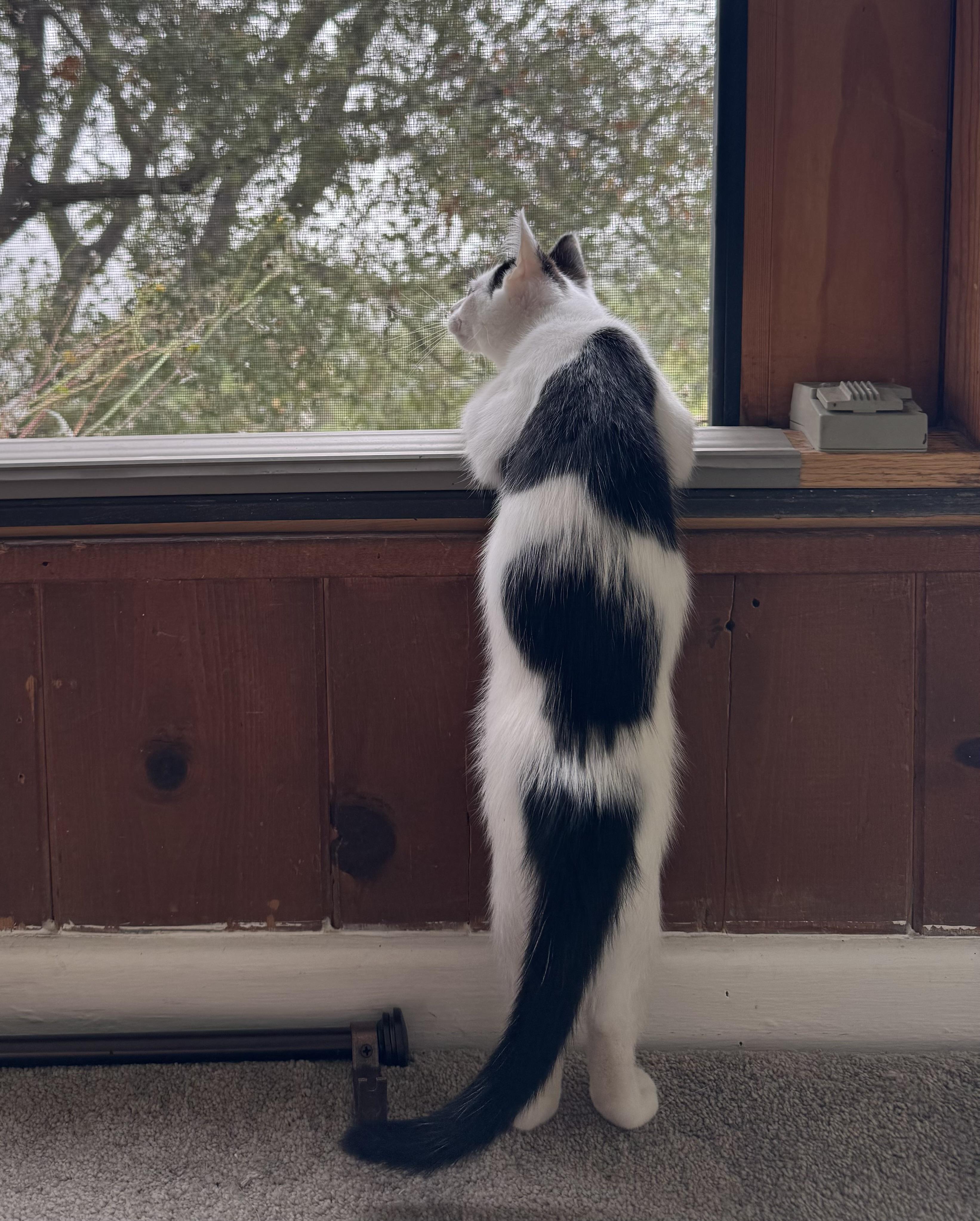 Genmaicha, a Adoptable Domestic Short Hair image 3/6